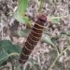 Pyrrhopyge pelota - Larva