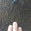 Rhinostomus barbirostris