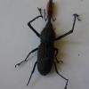 R. barbirostris 2