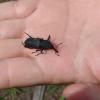 R. barbirostris 1