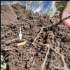 ESTUDIOS  PRELIMINARES  SOBRE  LA BIOLOGÍA  DE  ESPECIES  BARRENADORAS  DE  LA FAMILIA    CURCULIONIDAE    Y    CERAMBYCIDAE    EN    EL    CULTIVO    DE AMARANTHUS HYPOCHONDRIACUSL.  (AMARANTHACEAE)  EN  LA  REGIÓN  CENTRAL  DE  CÓRDOBA, ARGENTINA