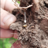 ESTUDIOS  PRELIMINARES  SOBRE  LA BIOLOGÍA  DE  ESPECIES  BARRENADORAS  DE  LA FAMILIA    CURCULIONIDAE    Y    CERAMBYCIDAE    EN    EL    CULTIVO    DE AMARANTHUS HYPOCHONDRIACUSL.  (AMARANTHACEAE)  EN  LA  REGIÓN  CENTRAL  DE  CÓRDOBA, ARGENTINA