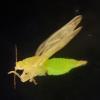 Trioza tabebuiae