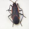 Boisea trivittata adulto