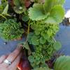 R. fascians en frutilla 