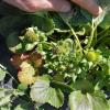 R. fascians en frutilla 