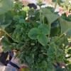R. fascians en frutilla 