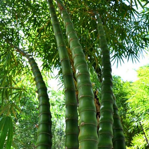 bambusa_ventricosa.jpg