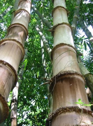 dendrocalamus_asper.jpg