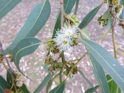 eucalyptus_saligna.jpg