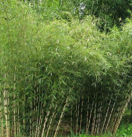 fargesia_yunnanensis.jpg