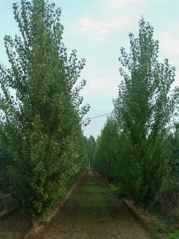 populus_nigra.jpg