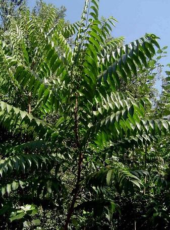 toona_ciliata.jpg